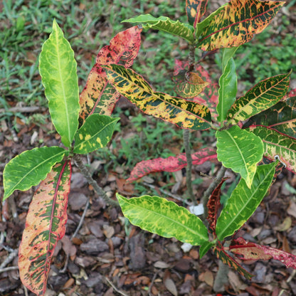 Croton "Charmer"