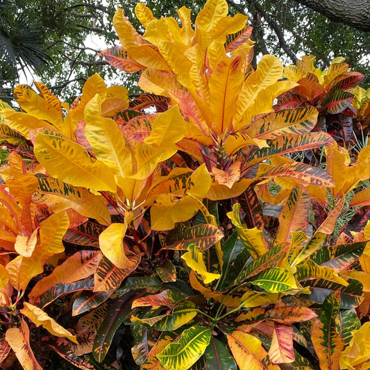 Croton  "Chief"