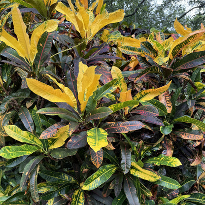 Croton  "Notachief"
