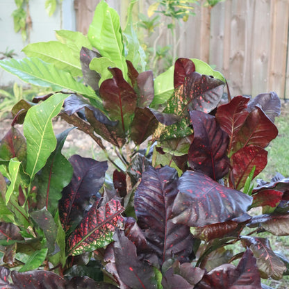 Croton "Chili Pan"