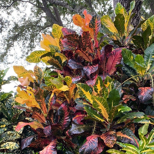 Croton "Chili Pan"