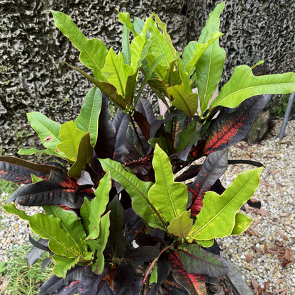 Croton  "Claude Lorraine"