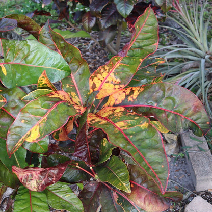 Croton "Colombiana"