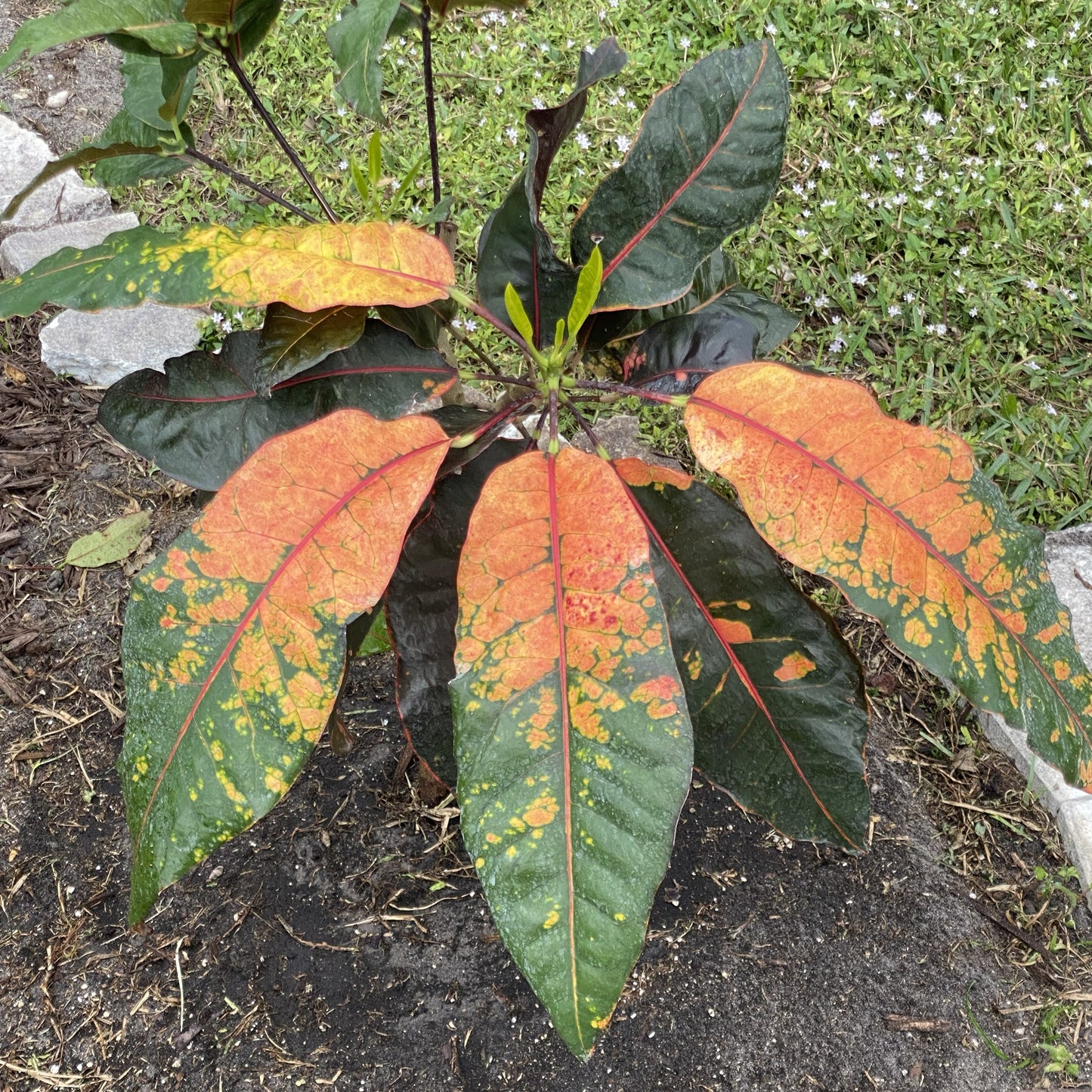 Croton "Colombiana"
