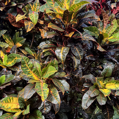 Croton "Colombiana"