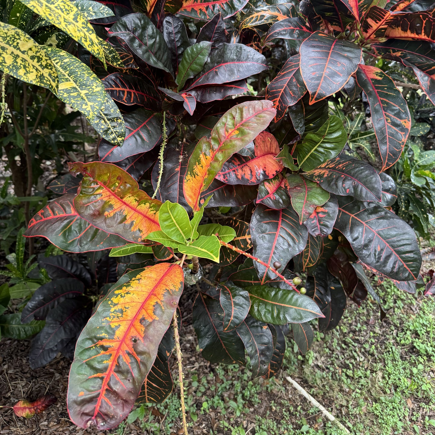 Croton "Colombiana"