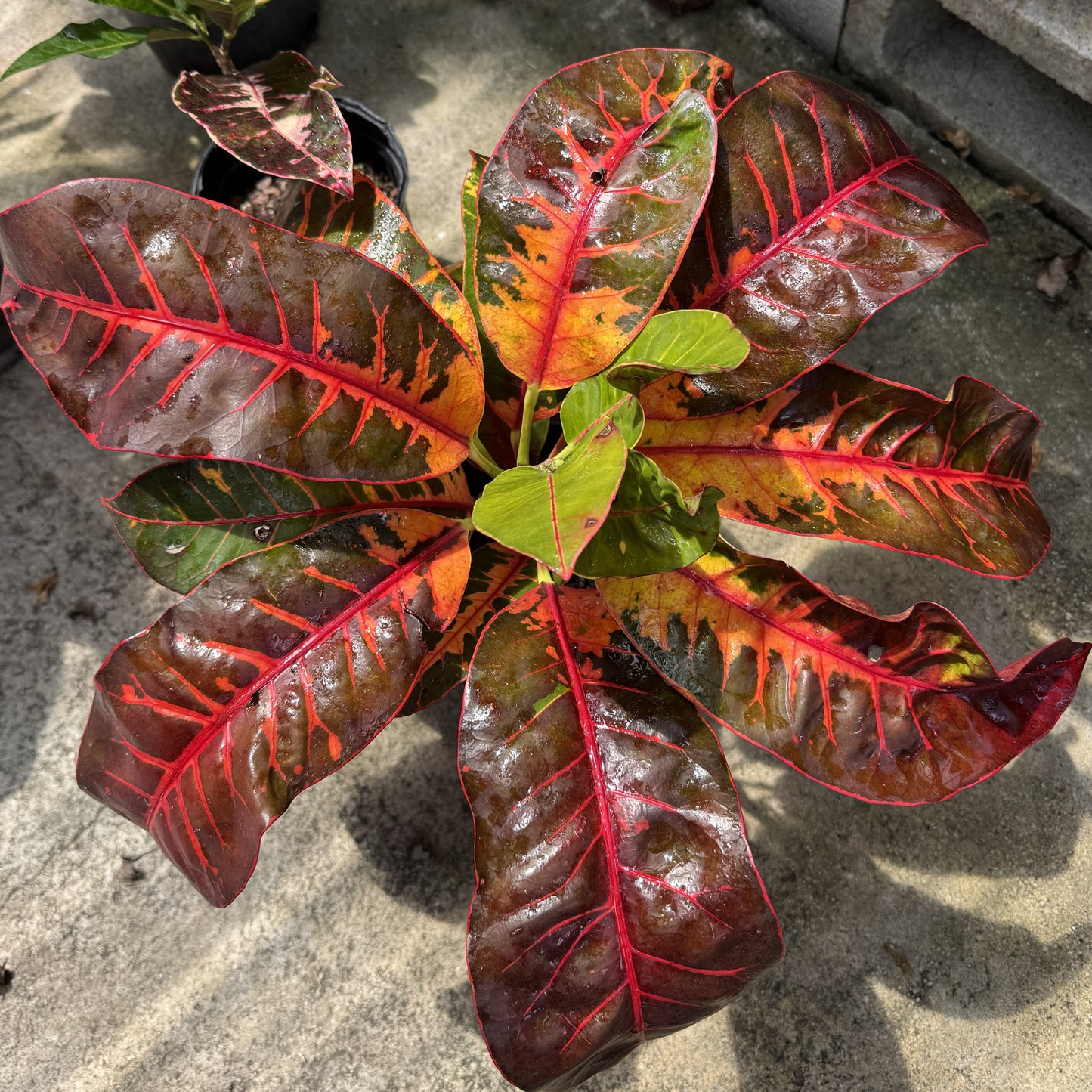 Croton "Colombiana"