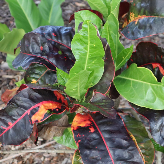 Croton "Columbiana"