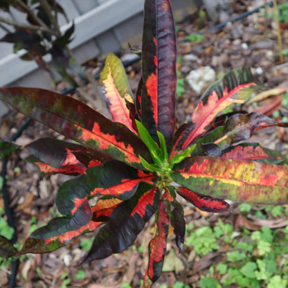 Croton "Compte de Castelline