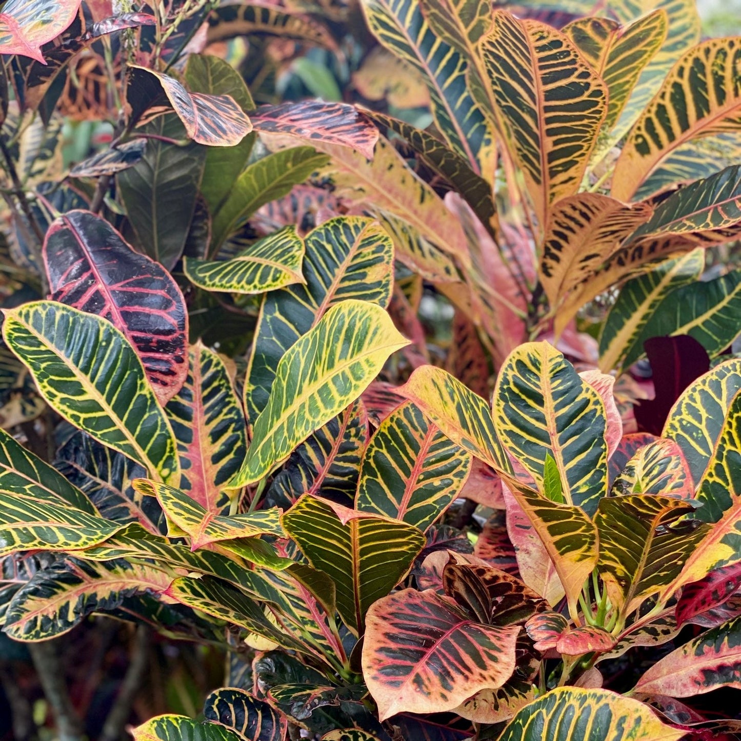 Croton  "Cornbread"