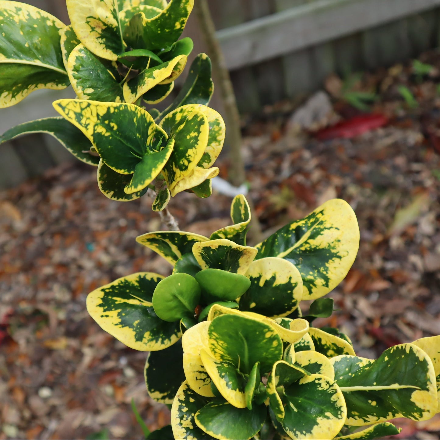 Croton "Cup of Gold"