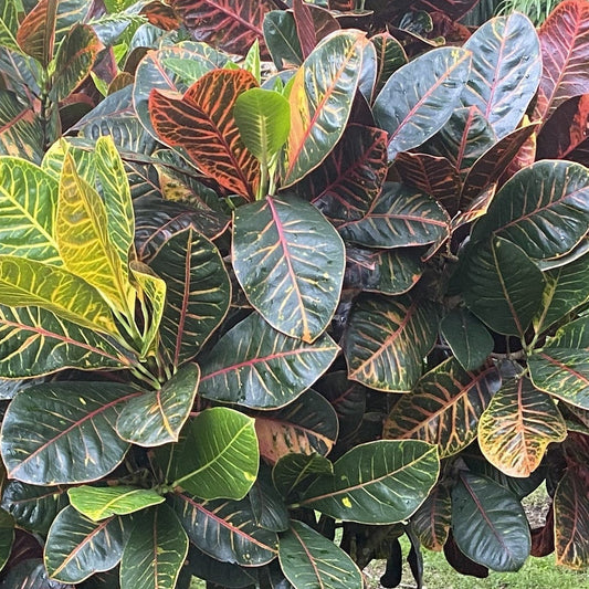 Croton "David Button the Artist"