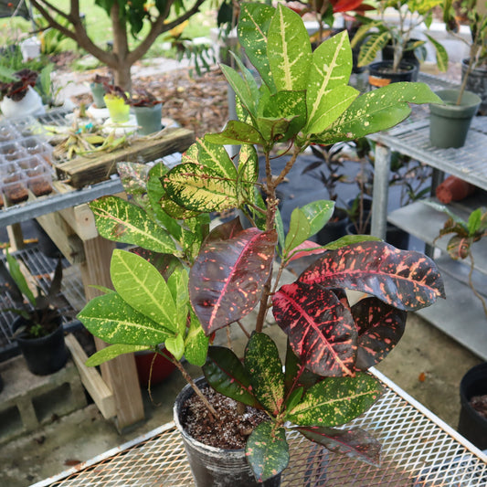 Croton  "Deloris"