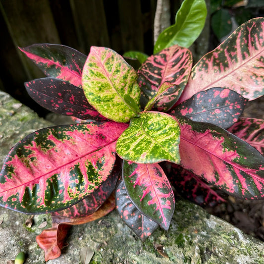 Croton  "Deloris"