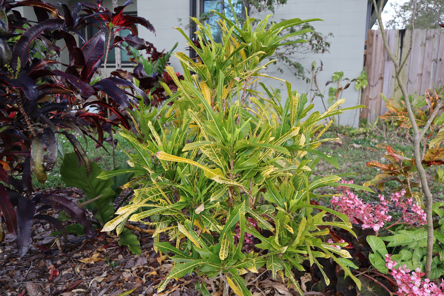 Croton "Ear of Darby"