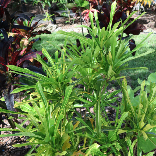 Croton "Ear of Darby"