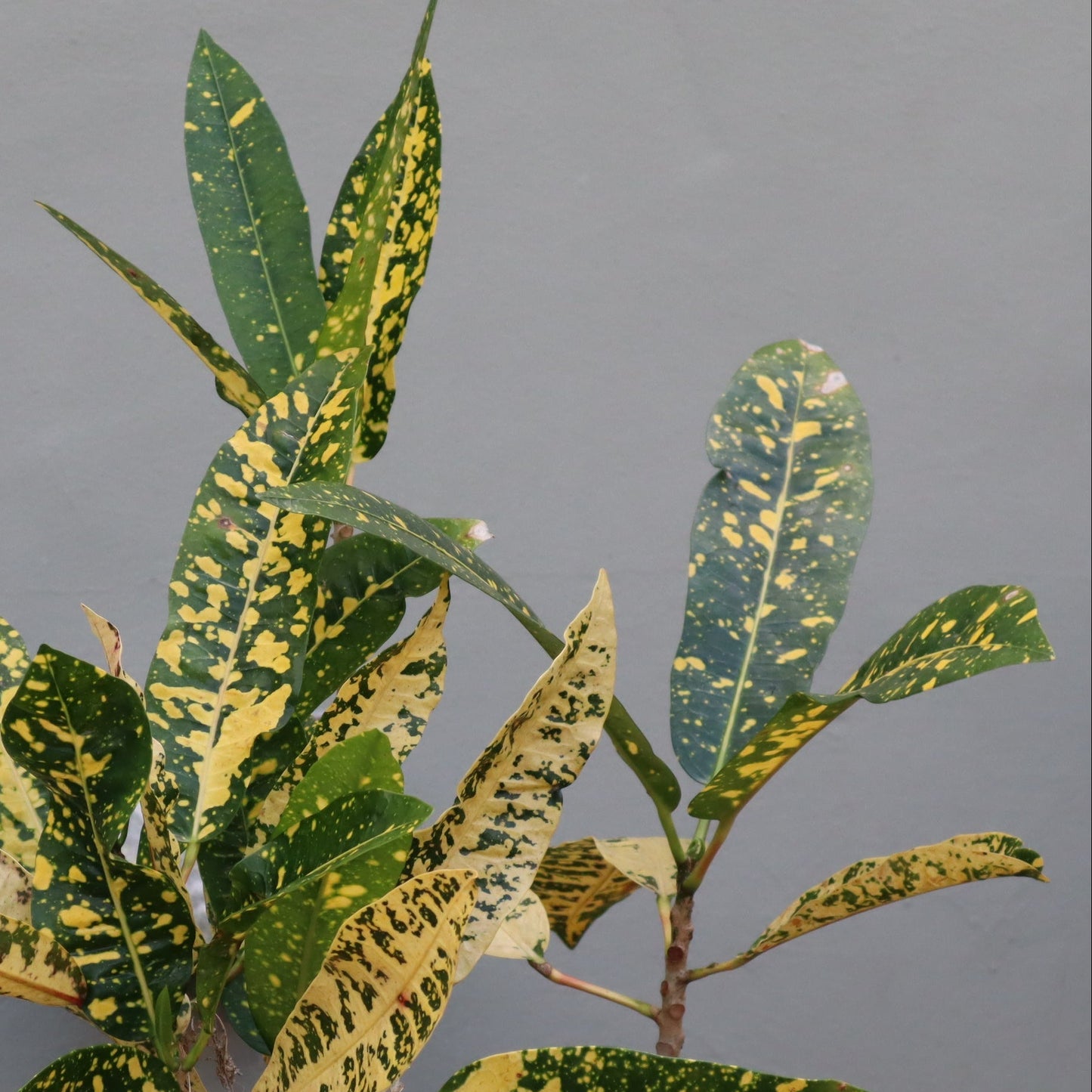 Croton "Elaine Fischer"