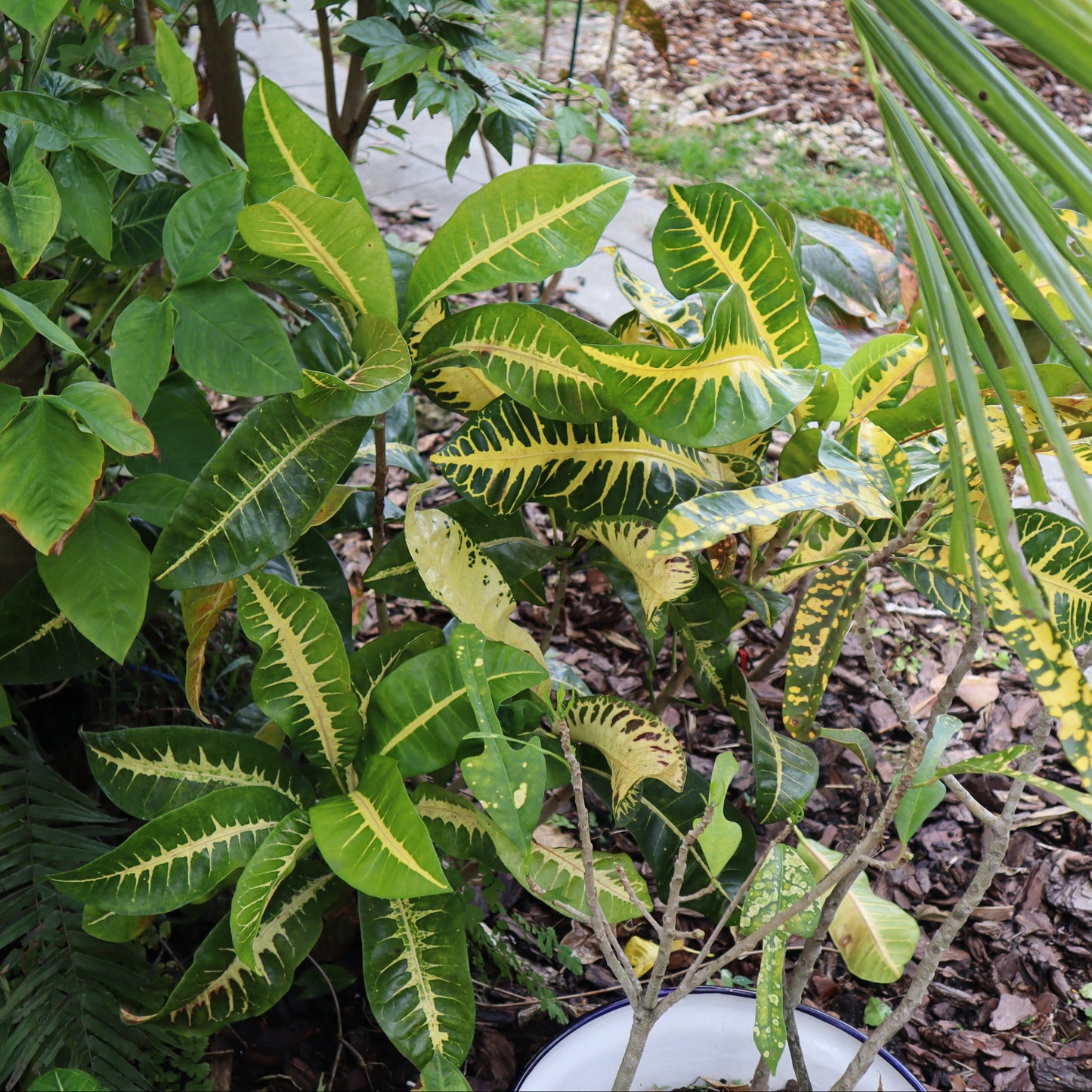 Croton "Fishbone"