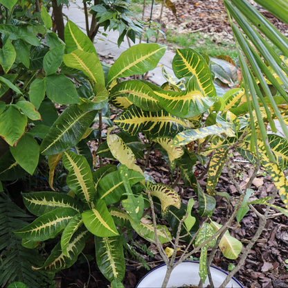 Croton "Fishbone"