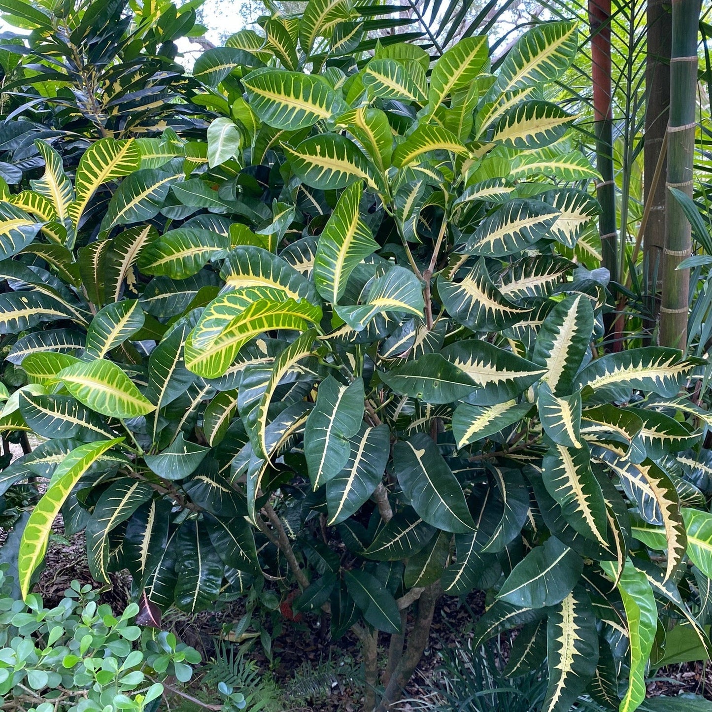 fishbone tropical plant croton