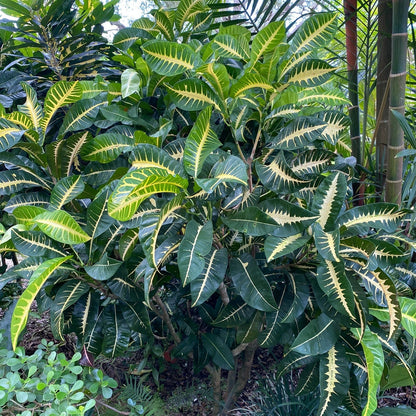 fishbone tropical plant croton