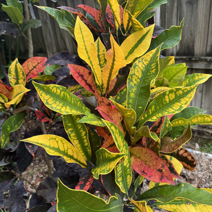 Croton "Flamingo"