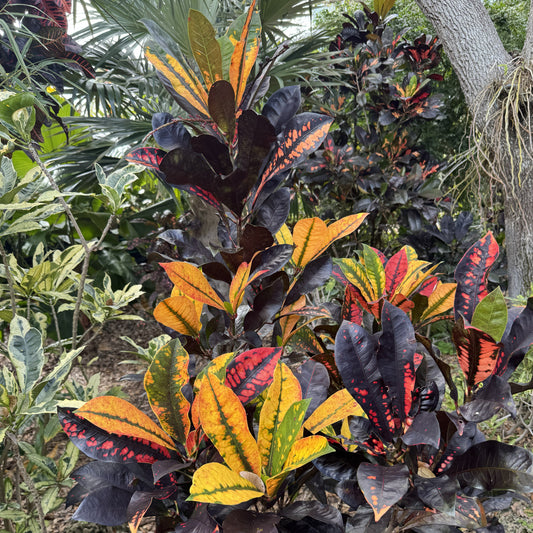 Multicolored croton plant in a garden setting with other plants.