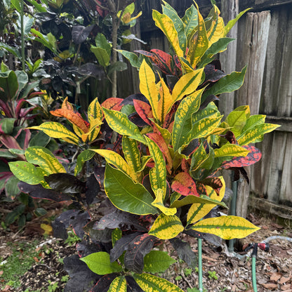 Croton "Flamingo"