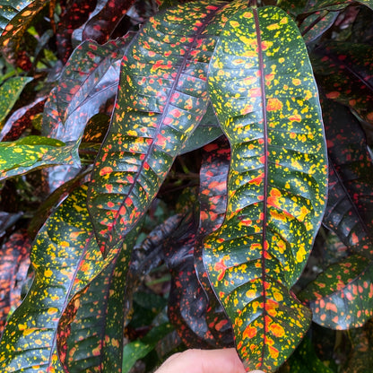 Croton "Freckles"