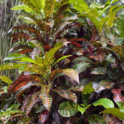 Croton "Freckles"