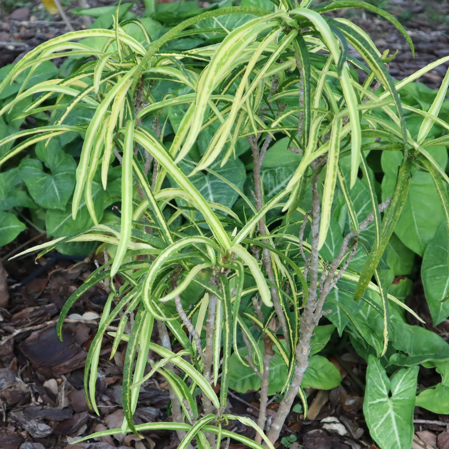 Croton "Goldilocks"