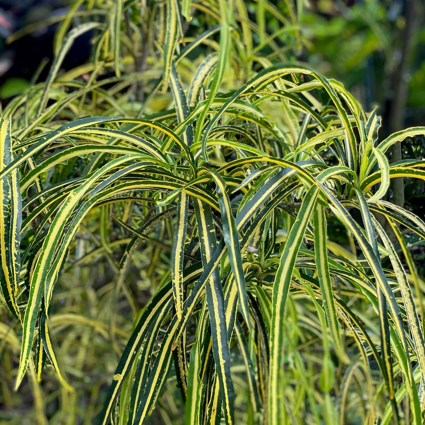 Croton "Goldilocks"