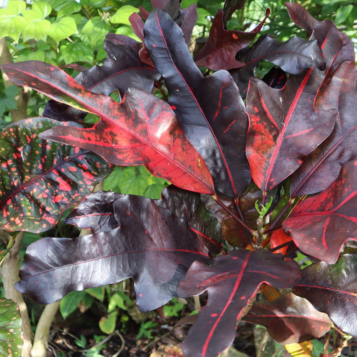 Croton "Irene Kinsley"