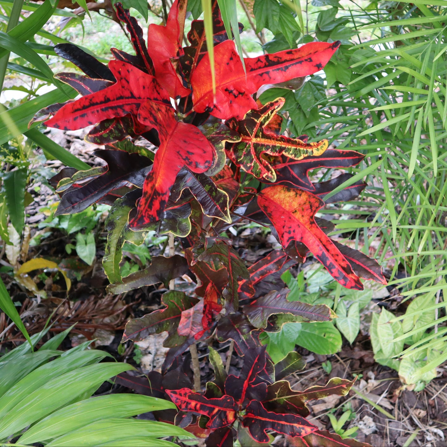 Croton "Irene Kinsley"