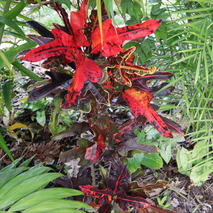 Croton "Irene Kinsley"