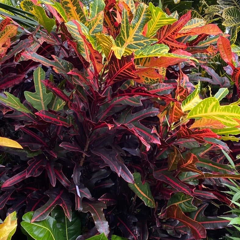 Croton "Irene Kinsley"