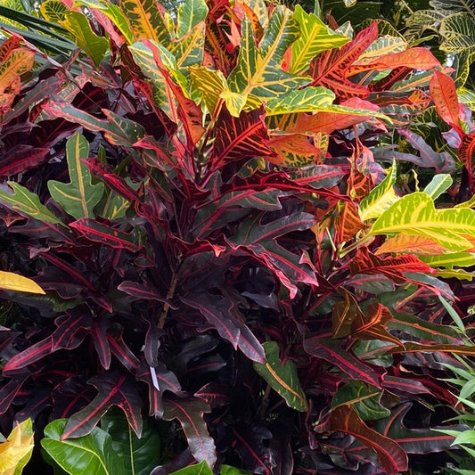 Croton "Irene Kinsley"