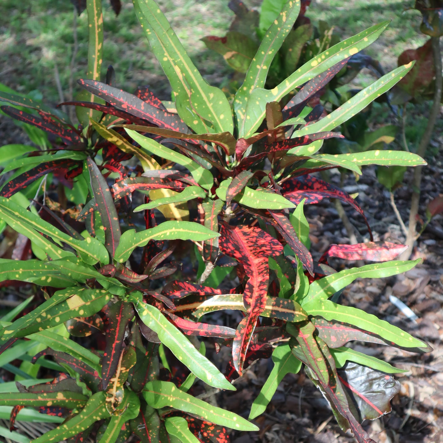 Croton "Joanna Coppenger"