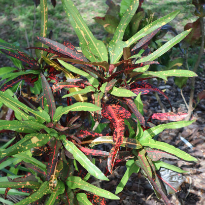 Croton "Joanna Coppenger"
