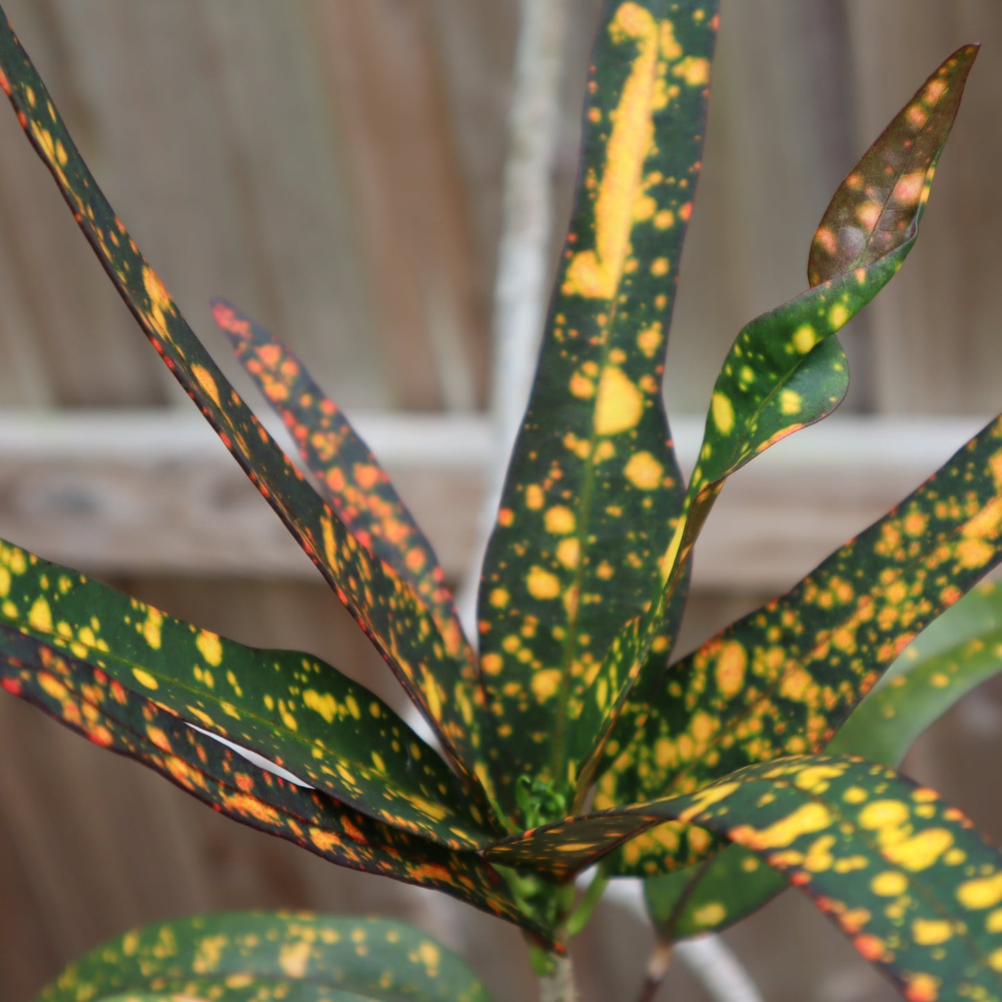 Croton "Joanna Coppenger"