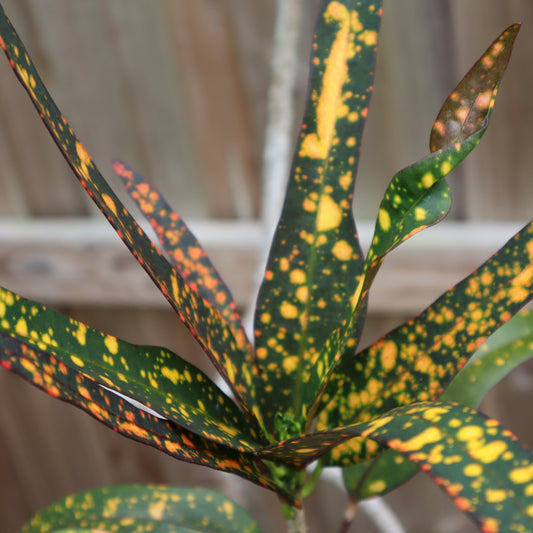 Croton "Joanna Coppenger"