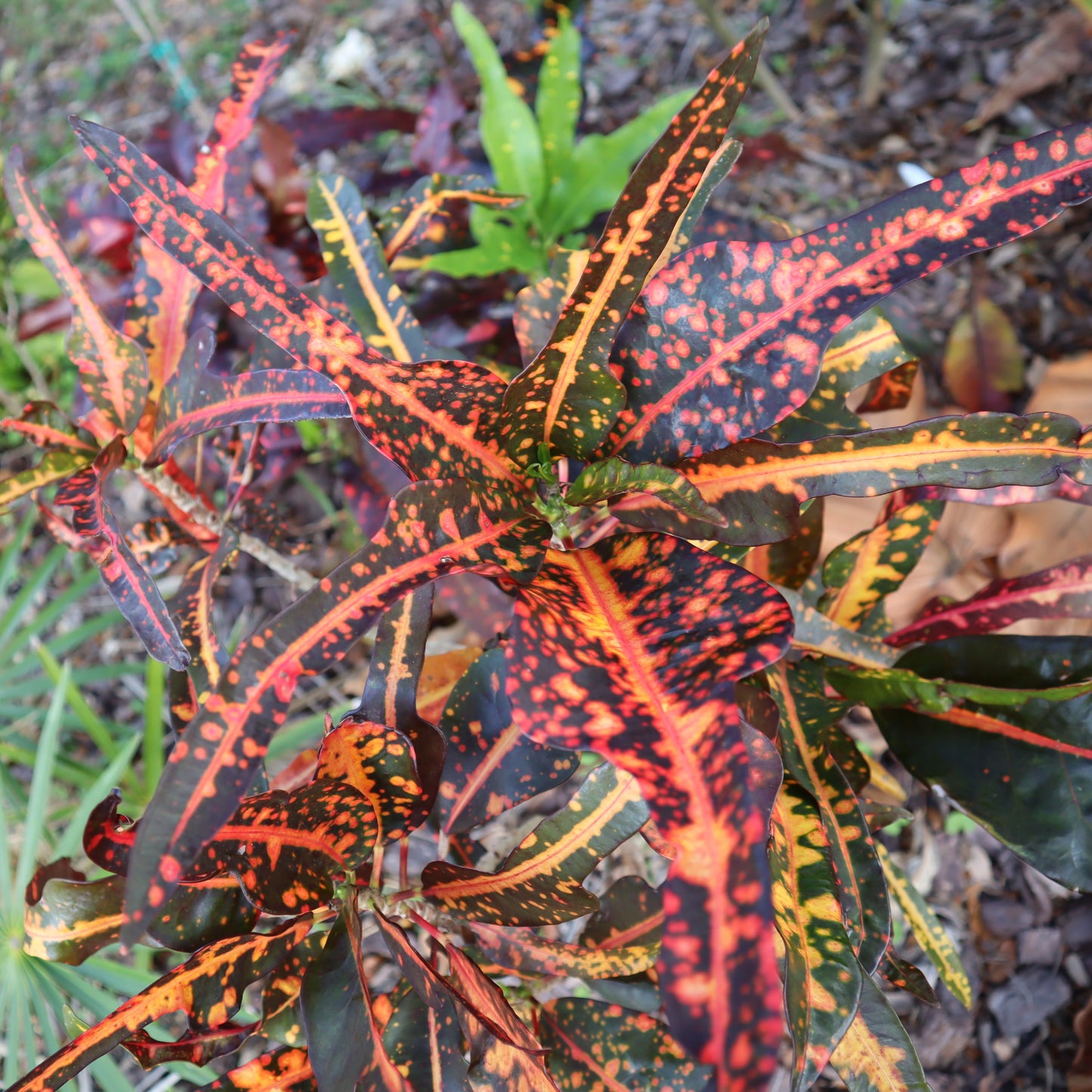Croton "Joanna Coppenger"
