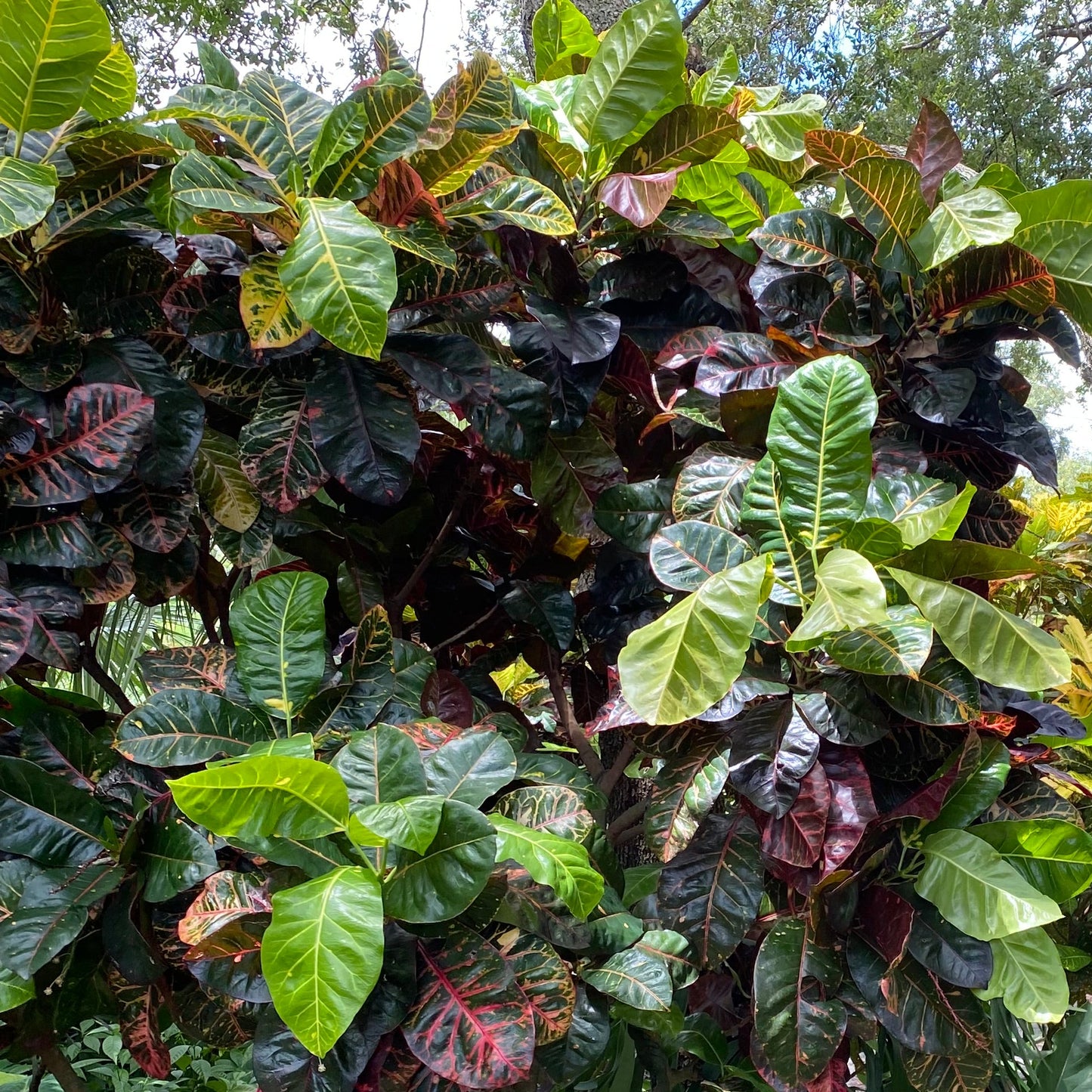 Croton  "Jungle Queen"