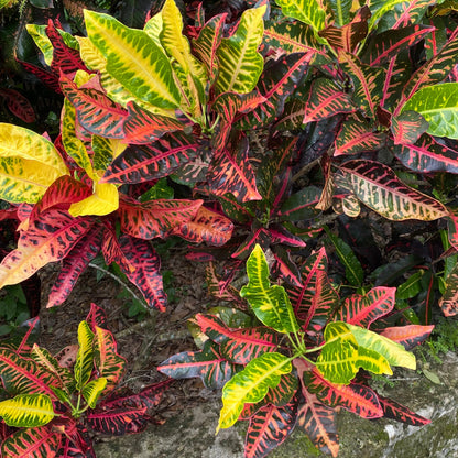 Croton  "Lady McNeice"