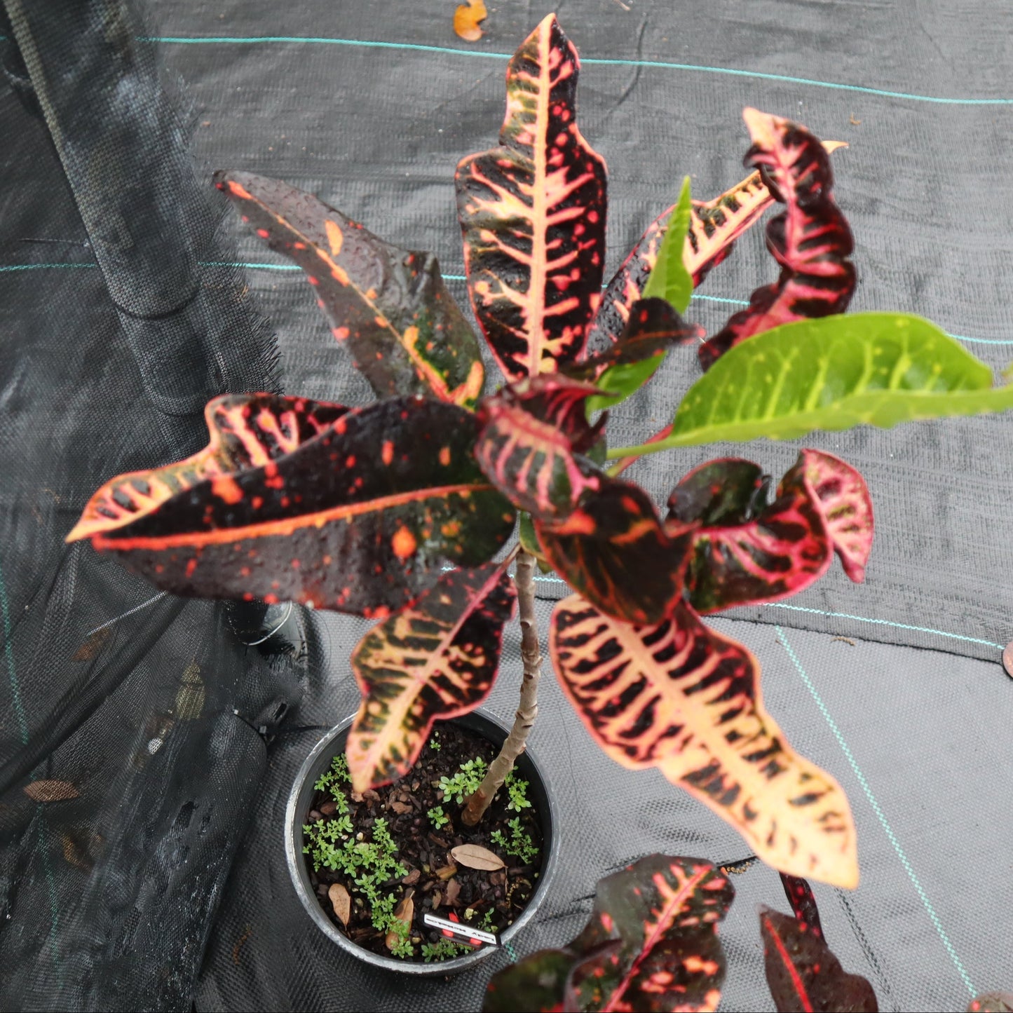 Croton  "Lady McNeice"