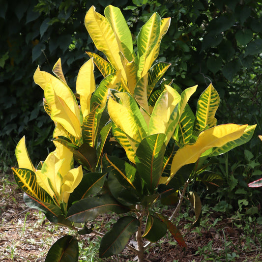 Croton "Luc's Green and Gold"