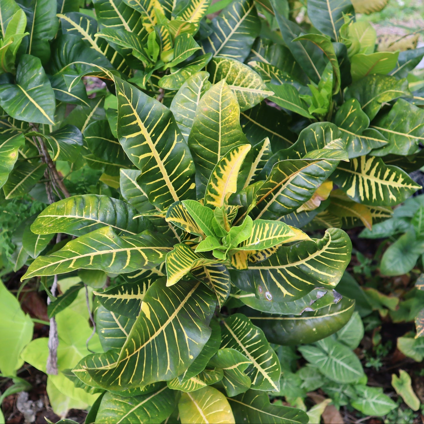 Croton "Luc's Green and Gold"