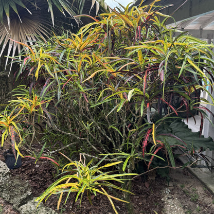 Croton  "Majesticum - Singapore Sun"