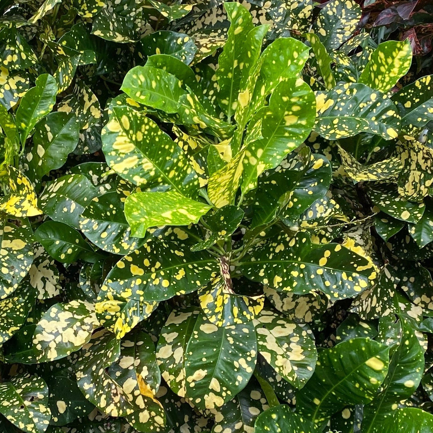 Croton  "Milky Way"