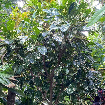 Croton  "Milky Way"